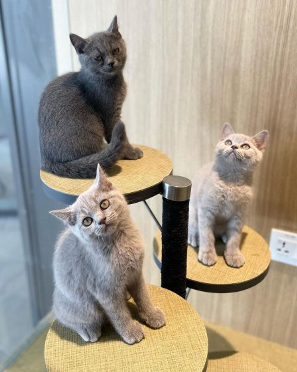 5 best cat cafes in KL for good food and the cutest cats today