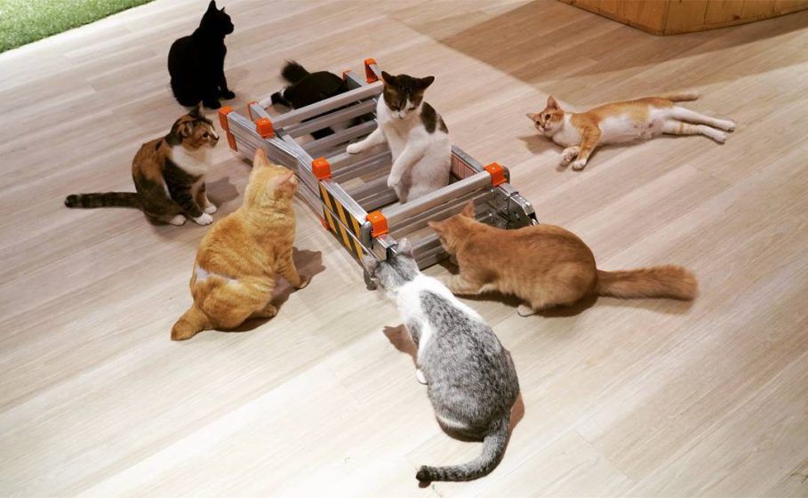 5 best cat cafes in KL for good food and the cutest cats today