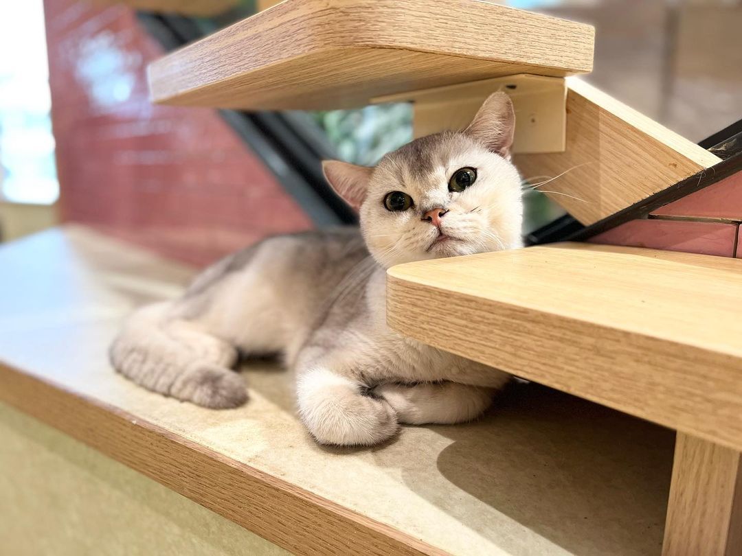 5 best cat cafes in KL for good food and the cutest cats today