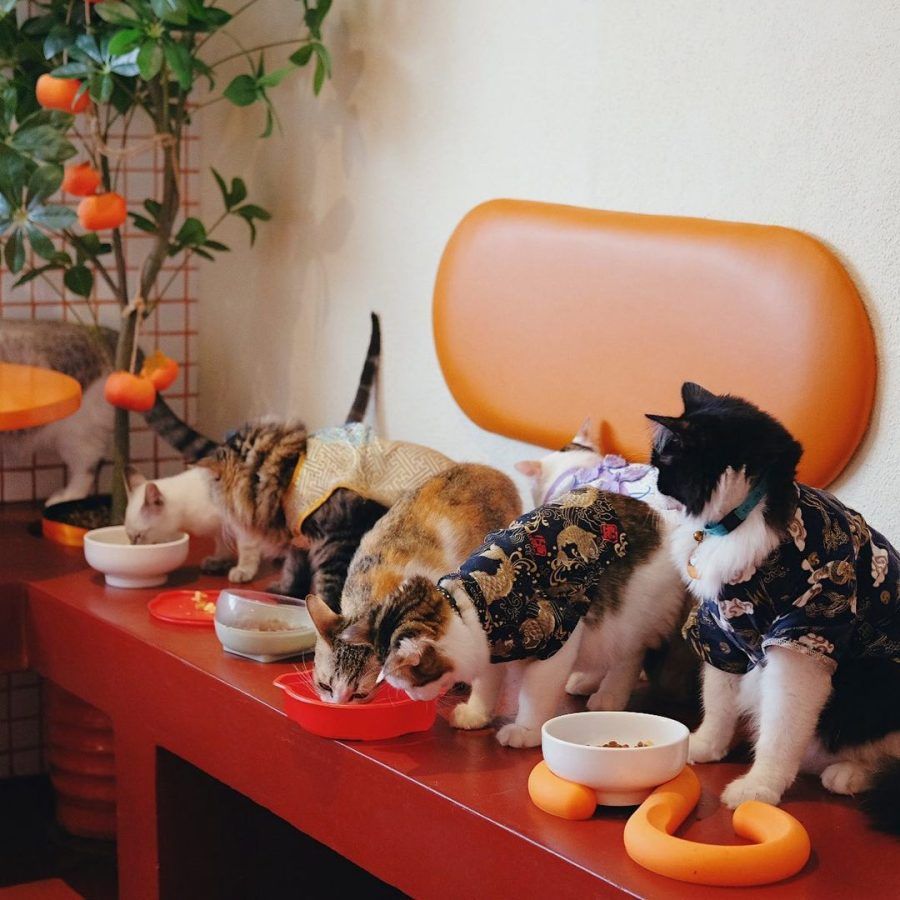 5 best cat cafes in KL for good food and the cutest cats today