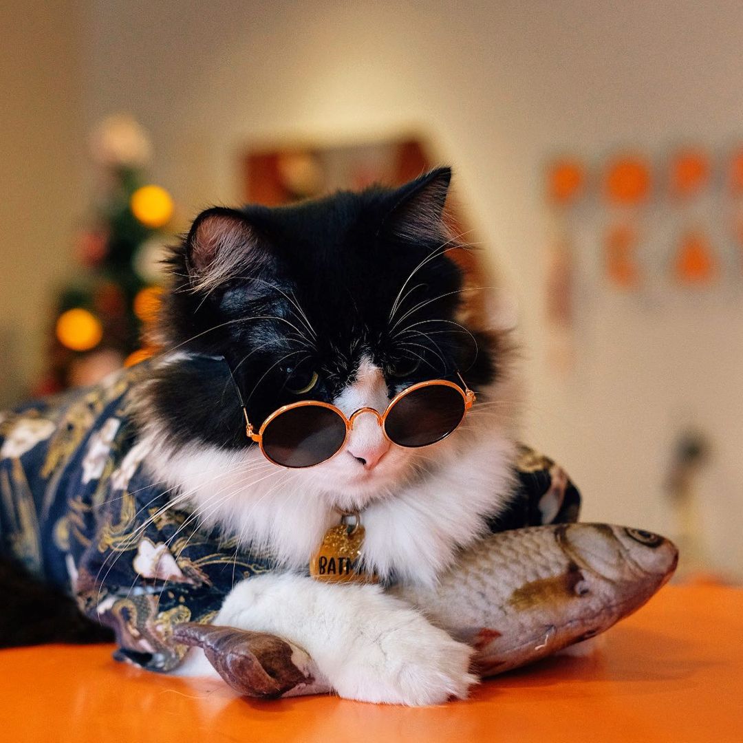 5 best cat cafes in KL for good food and the cutest cats today