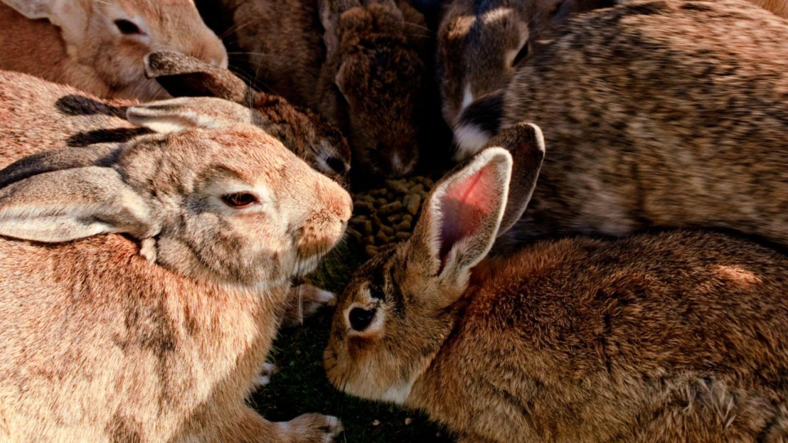 16 petfriendly airlines that will allow you to fly with your furry friends