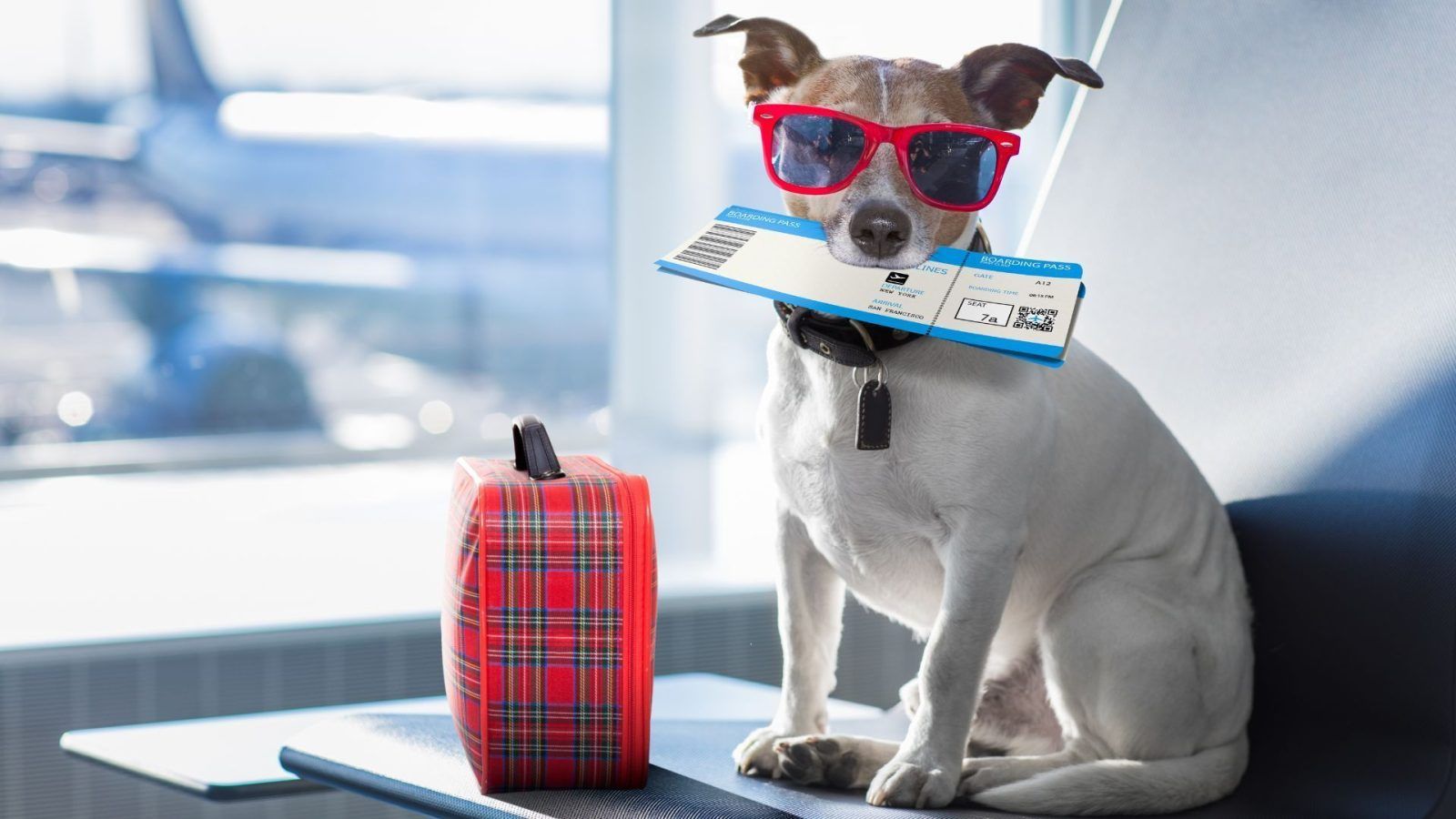 16 petfriendly airlines that will allow you to fly with your furry friends