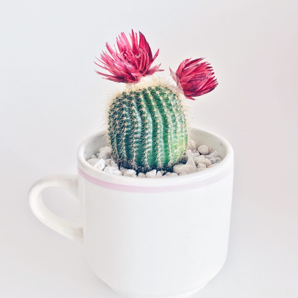 Feng shui for 2024: Items you need to throw away to ward off bad luck this year