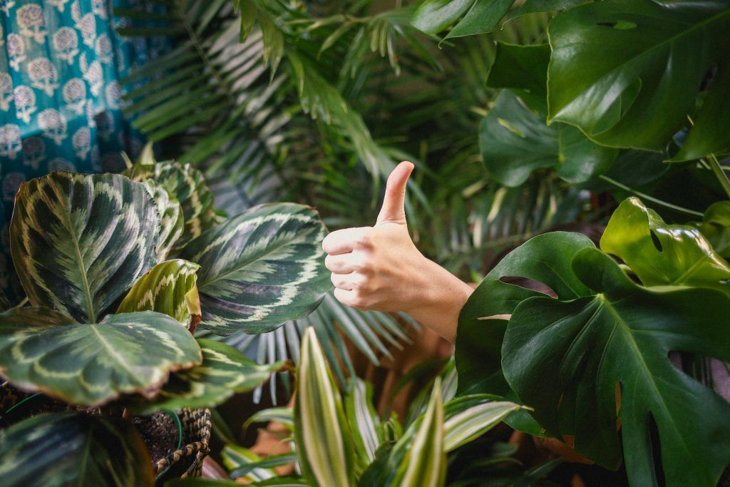 7 indoor houseplants that live a long time so you won’t have to watch them die