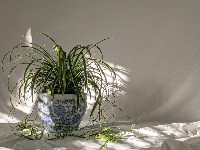 7 indoor houseplants can that can live for a long time with little care