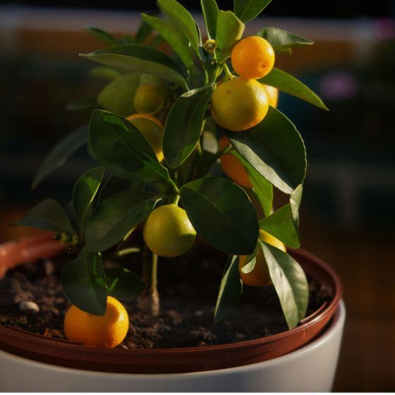 10 best lucky Chinese New Year plants for the home in 2024