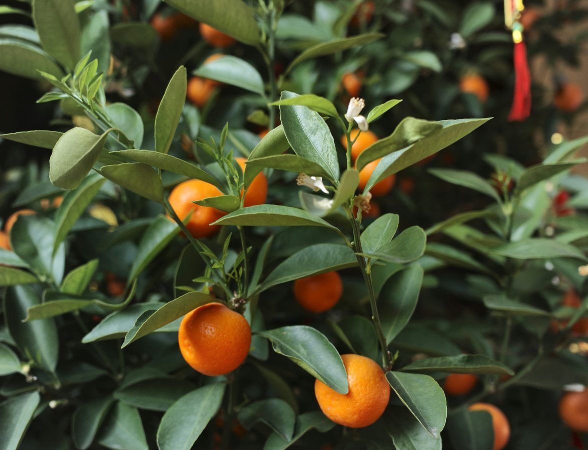 Chinese New Year Plants 2024 Lucky Plant For Home Kumquat Tree Money Plant 1175x900 