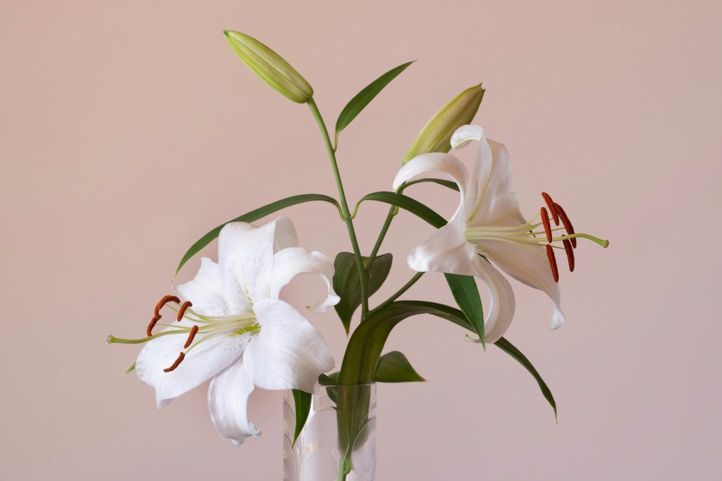 Most lucky flowers for your Western zodiac signs in 2024