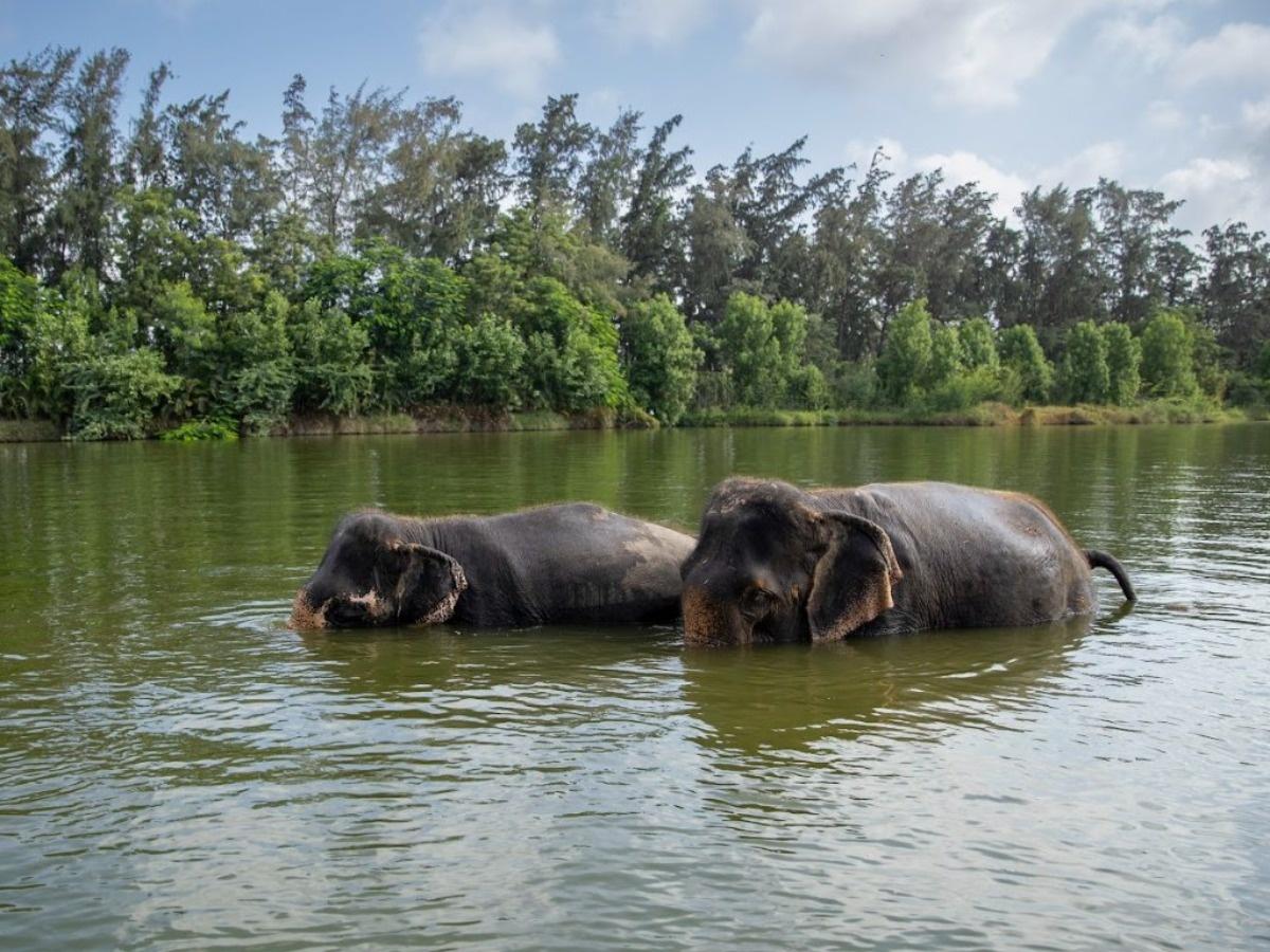 Inside Vantara: All about Anant Ambani's 3,000-acre wildlife sanctuary