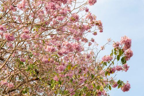 Trumpet trees in Singapore: where to view the country’s ‘sakura’ season