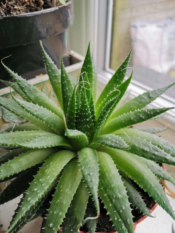 7 toxic plants all dogs, cats, and pet owners should avoid at home