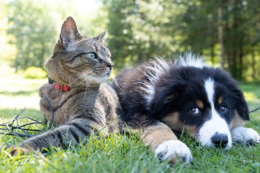 7 toxic plants for dogs, cats and other pets to avoid having indoors