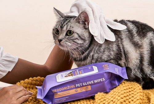 HICC Pet finally launches in Singapore with flagship APAC Brand Experiential Centre