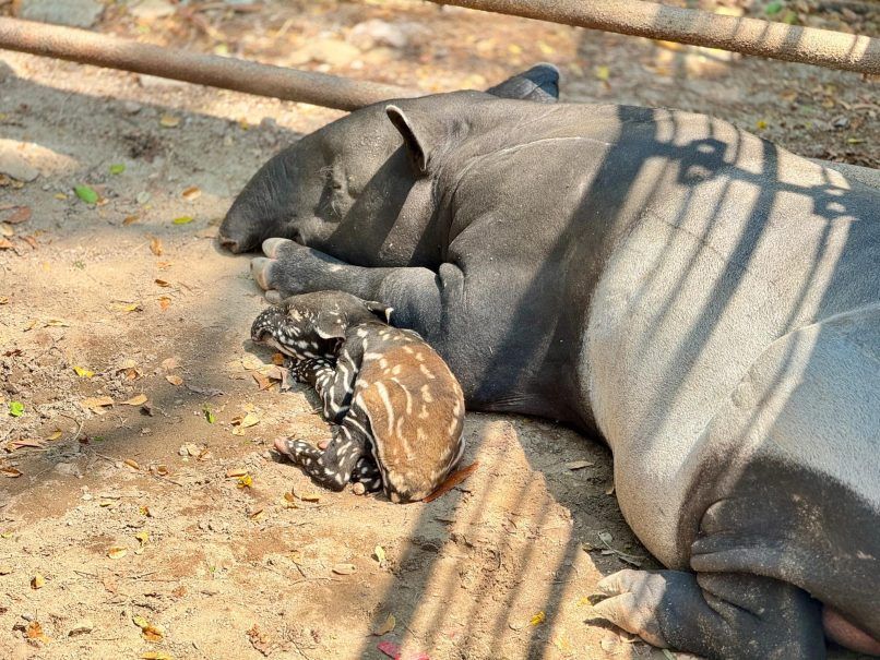 Khao Kheaw Open Zoo tapirs other animals