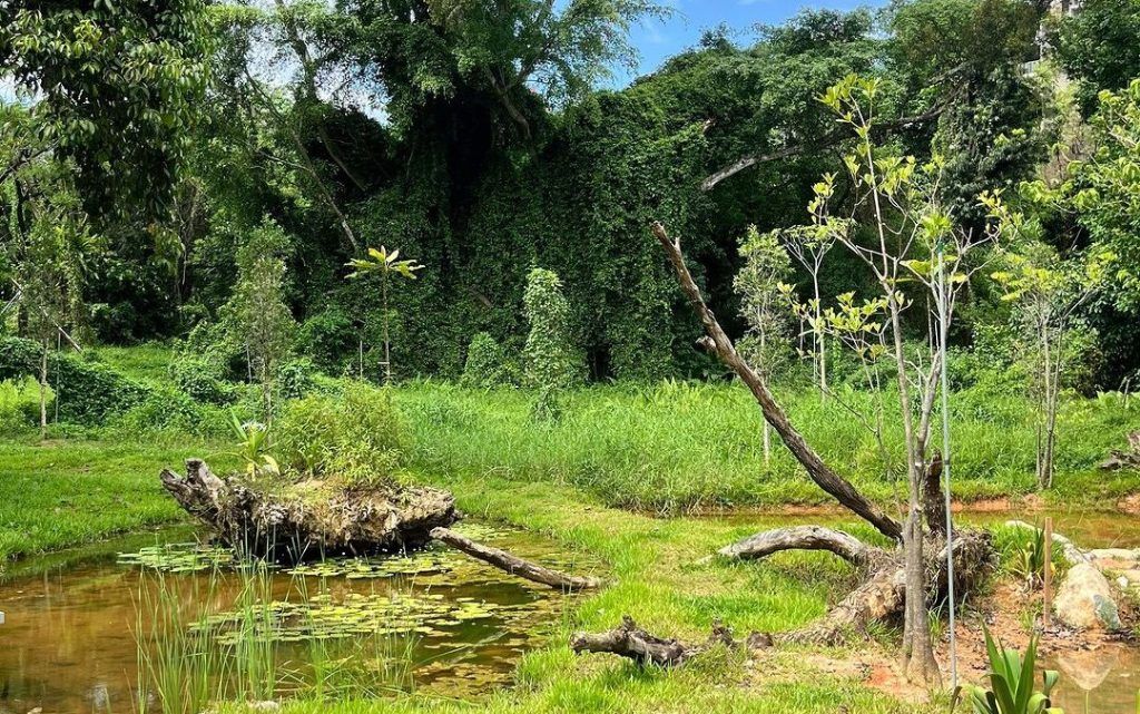 What to do at the new Bidadari Park in Singapore: Winnie the Pooh-inspired spaces & more
