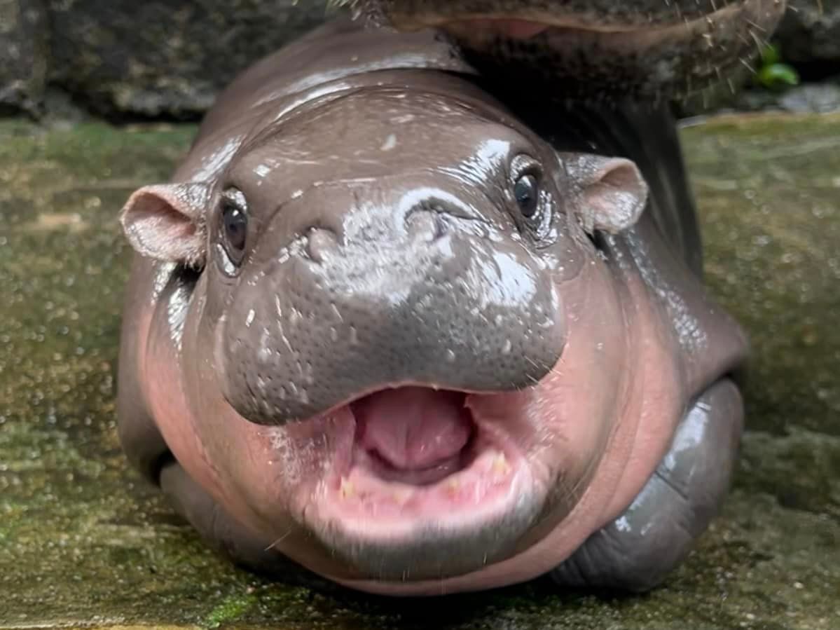 All about Moo Deng, the viral Thai baby hippo | Lifestyle Asia Singapore