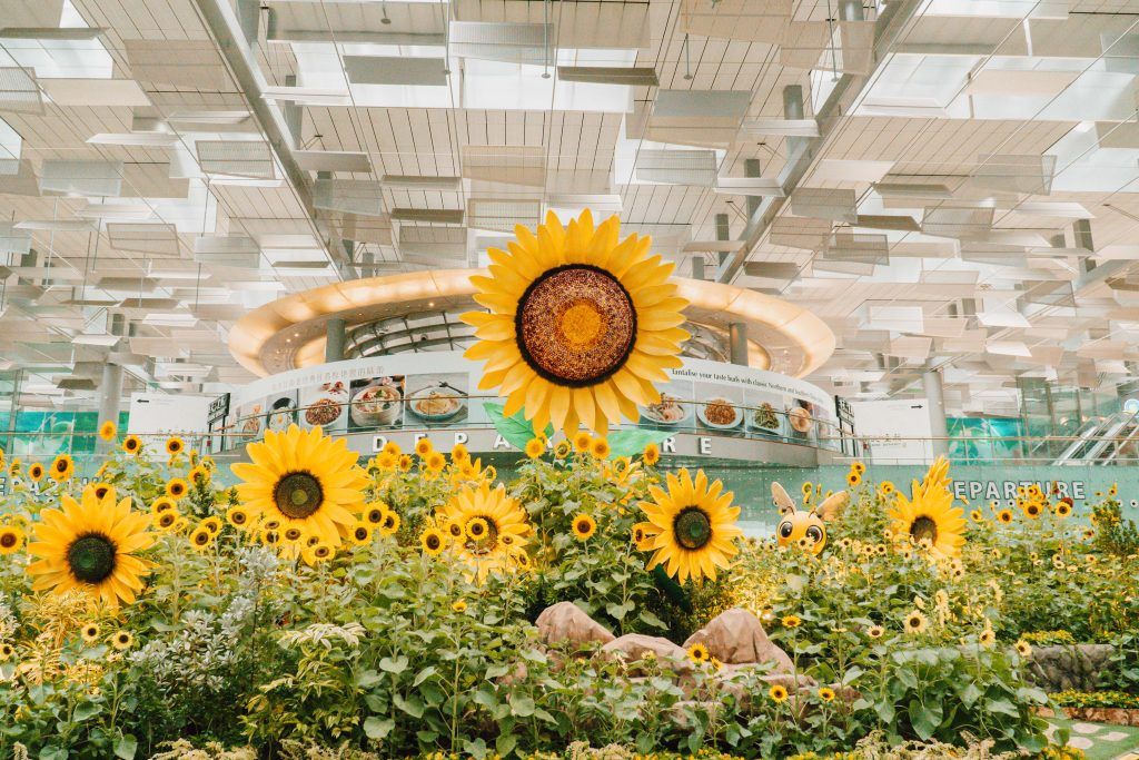 Changi Airport unveils the biggest airport sunflower showcase in the world