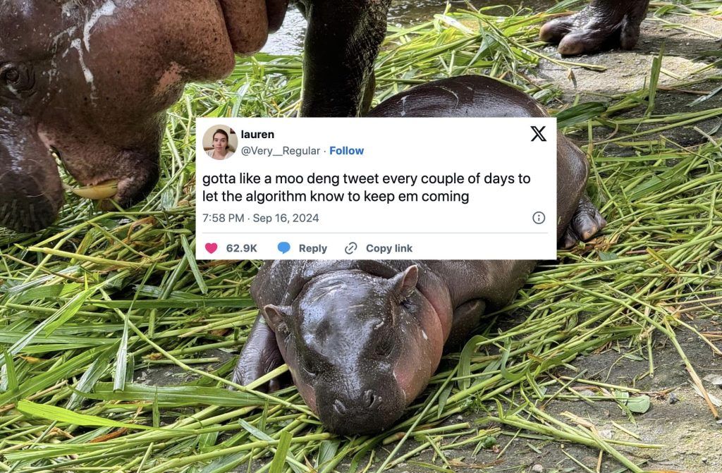 The best Moo Deng memes and reactions on social media
