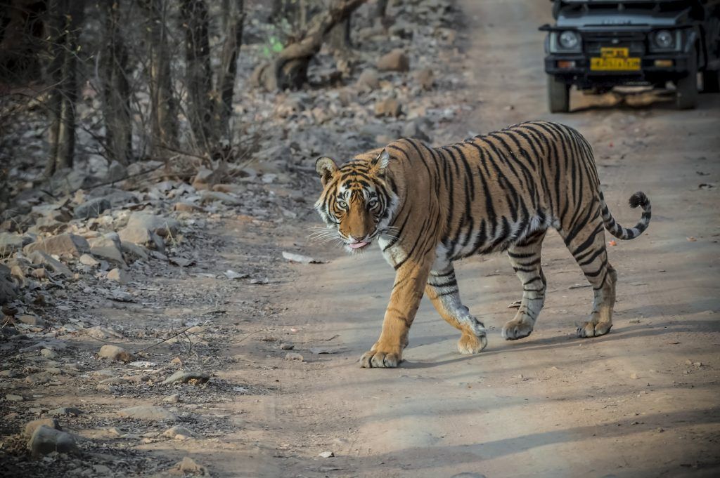 8 best wildlife safaris in India to spot tigers and more