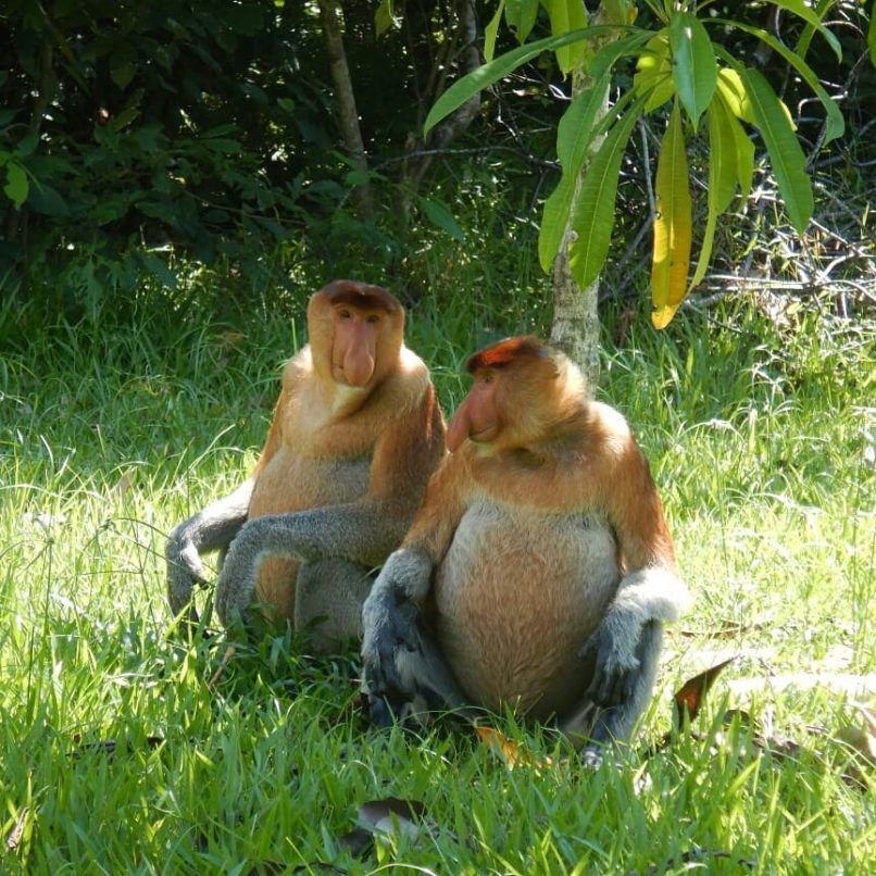national park malaysia taman negara