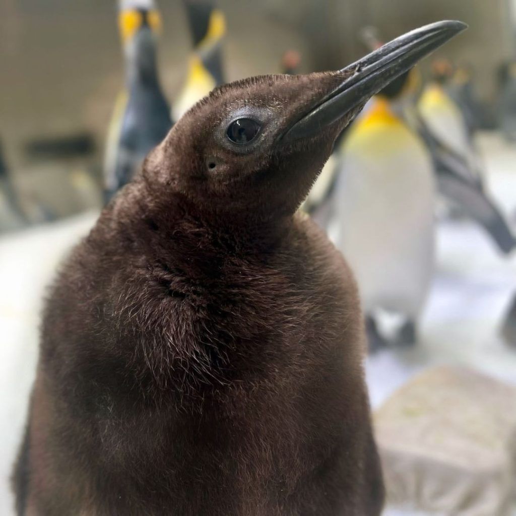 Fun facts about Pesto, the baby penguin that’s gone viral for being chonky