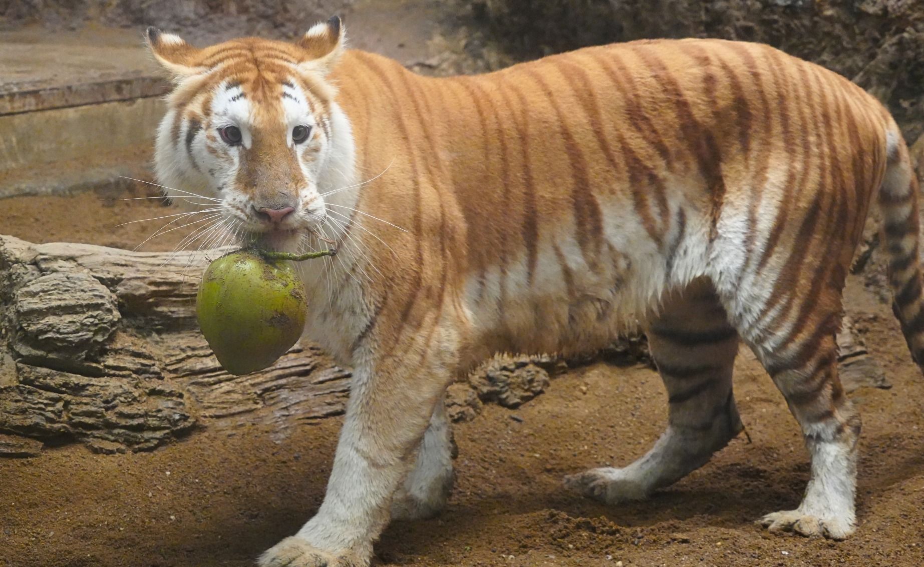 How to see Ava, Chiang Mai Night Safari’s golden tiger