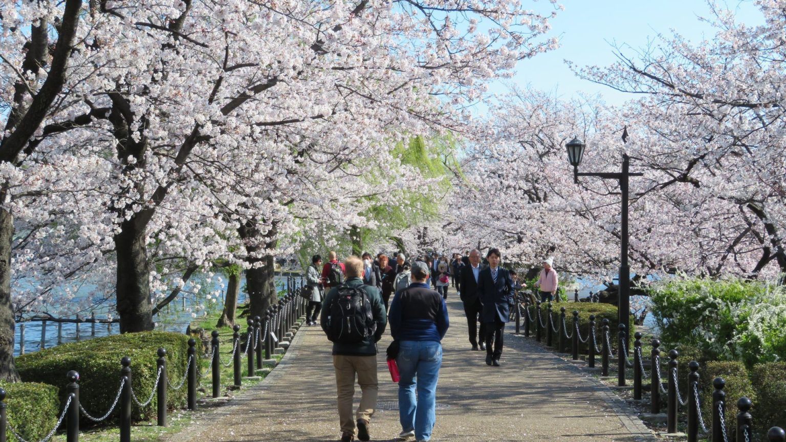 Best Time to Go to Japan Cherry Blossom Ultimate Guide Best time to travel to japan