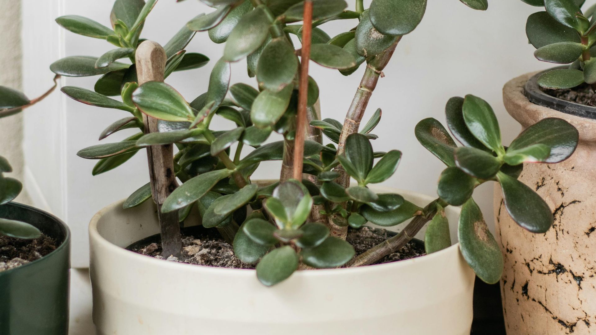 dragon tree dracaena marginata Dracaena Marginata Tree Houseplant with Planter - Large (2' to 3' tall) Cream Planter