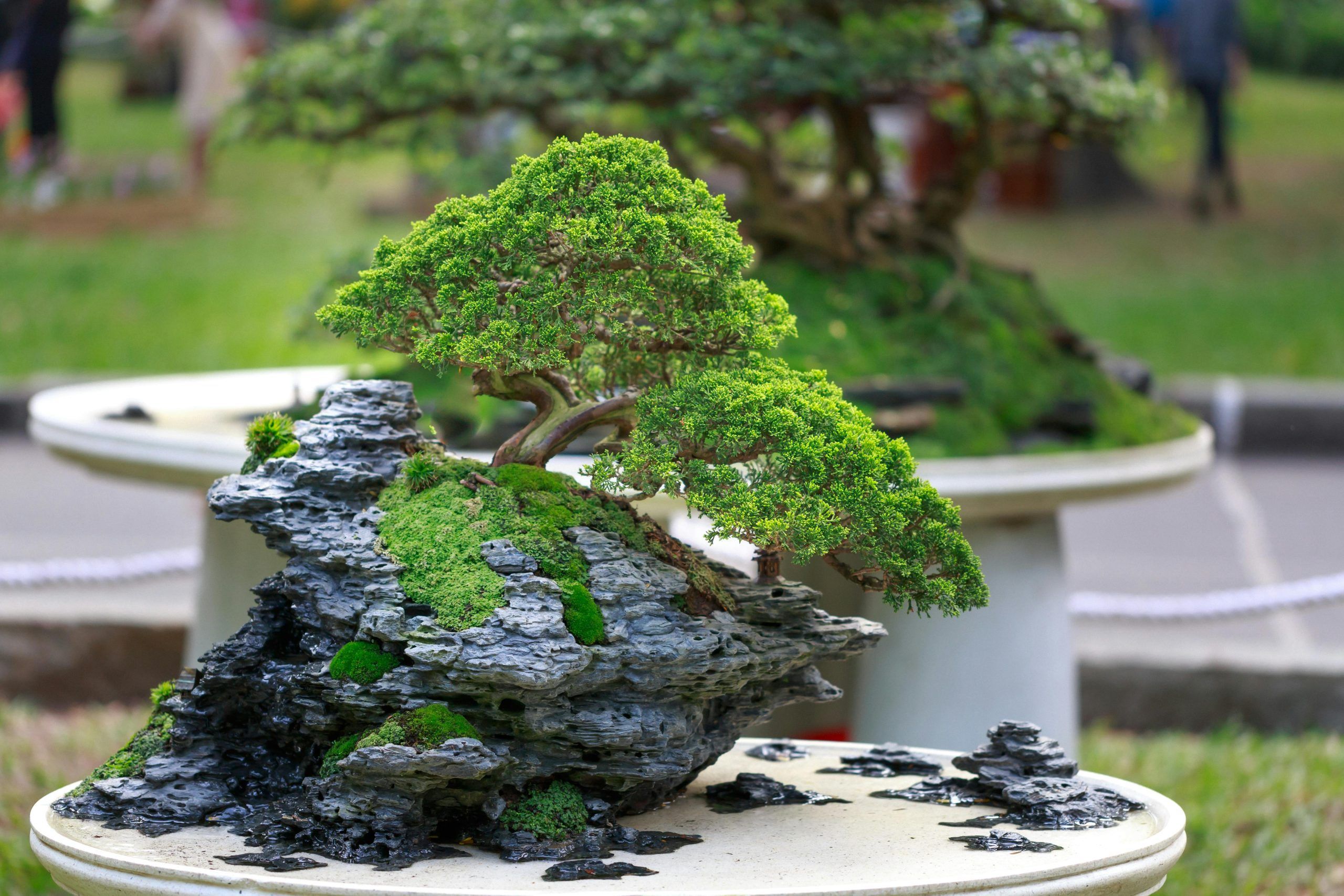 Feng Shui lucky and unlucky plants for 2025 | Lifestyle Asia Singapore