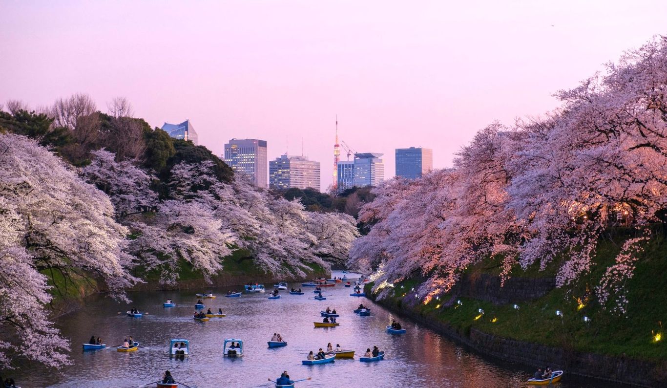 Sakura season in Japan 2025: Cherry blossom forecast dates and location ...