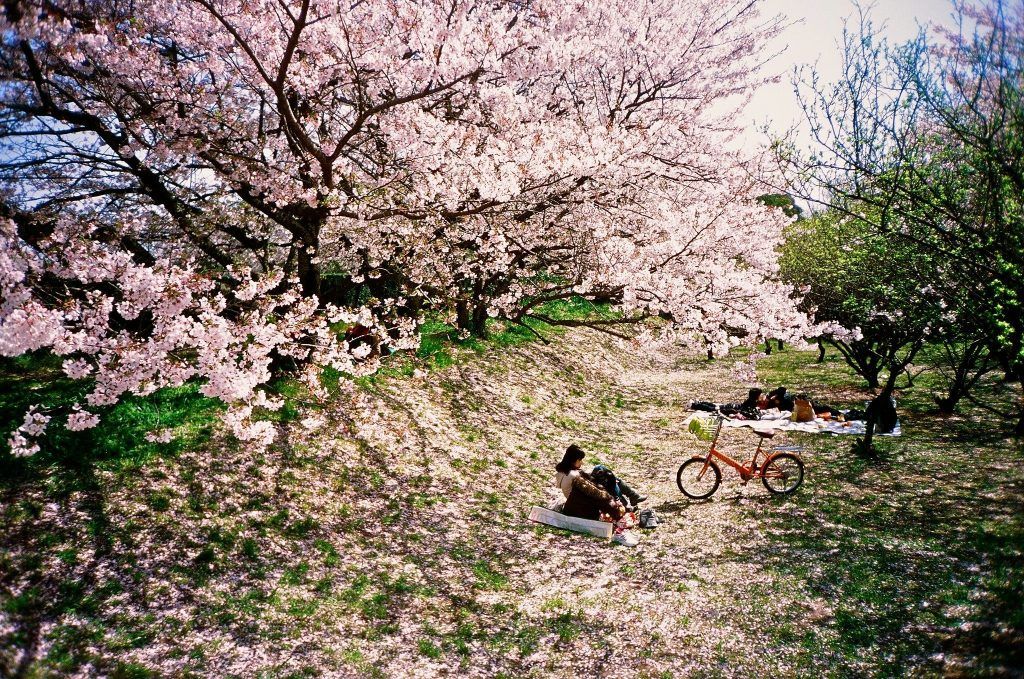 Places to visit in Fukuoka: Best spots for food, culture, and nature ...