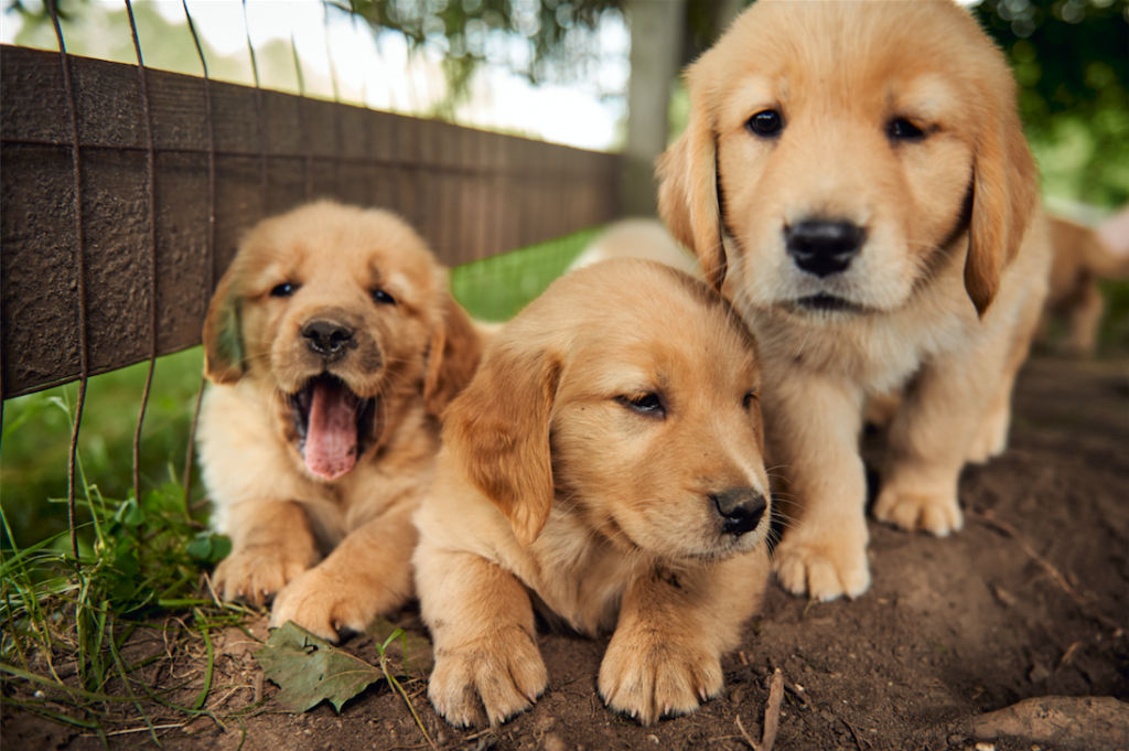 Is it true that you can reduce anxiety by watching videos of cute animals?