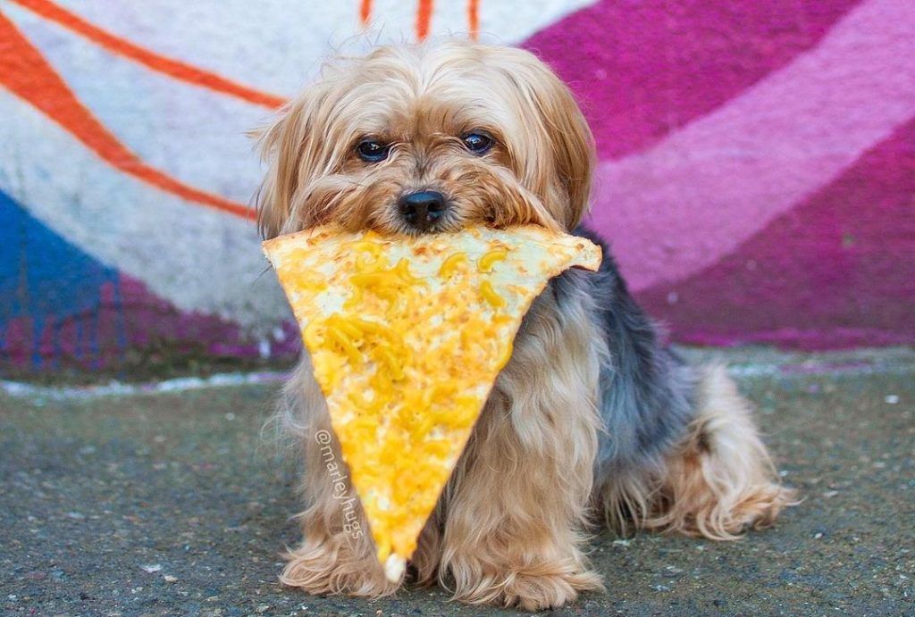 5 foodie dogs that we just can’t get enough of who eat like royalty