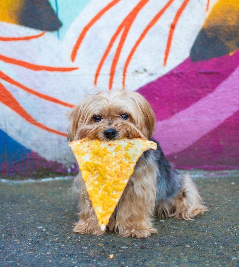 5 foodie dogs that we just can’t get enough of who eat like royalty