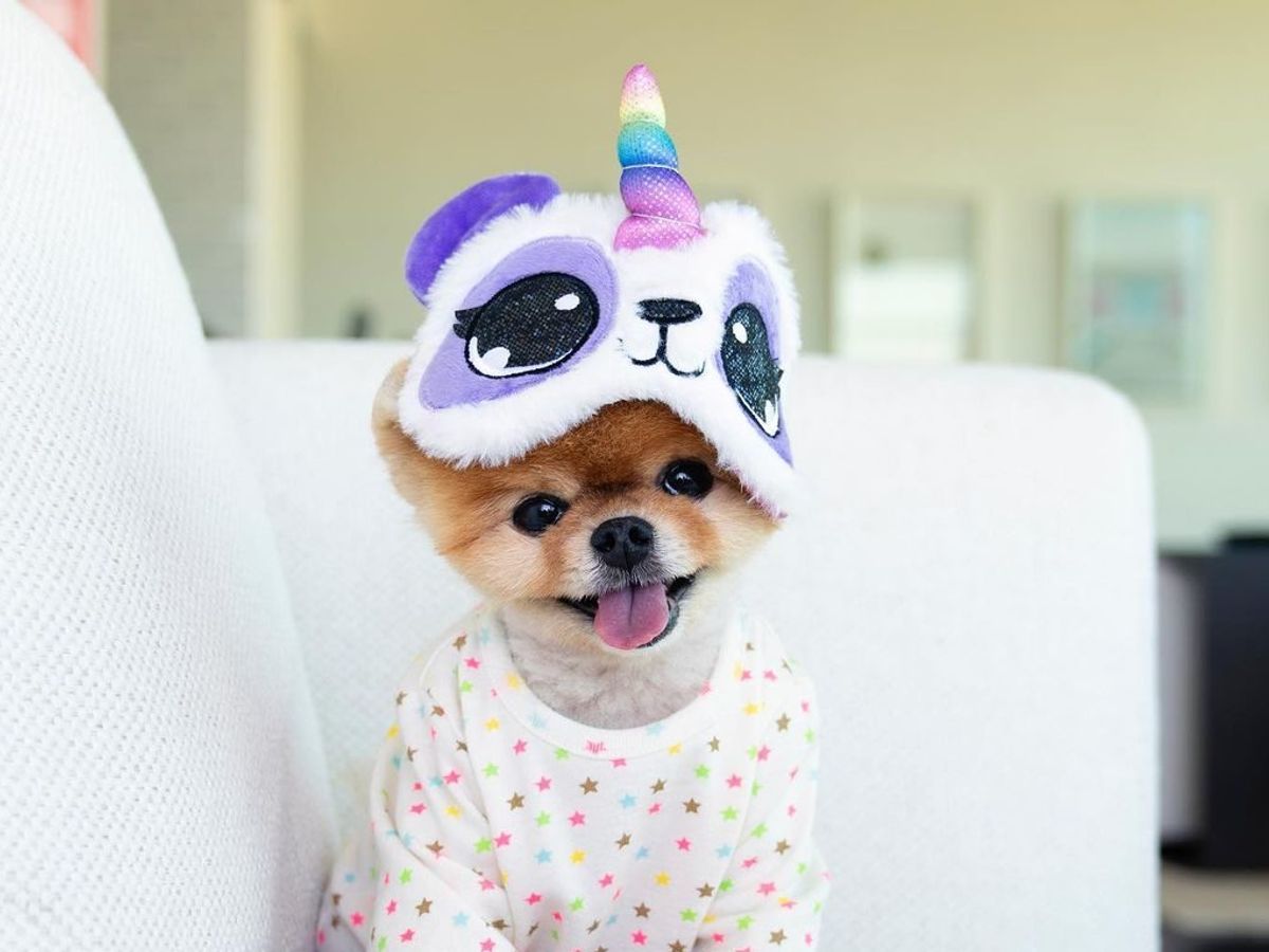 Extra cute: The 10 most popular Instagram pets on the internet