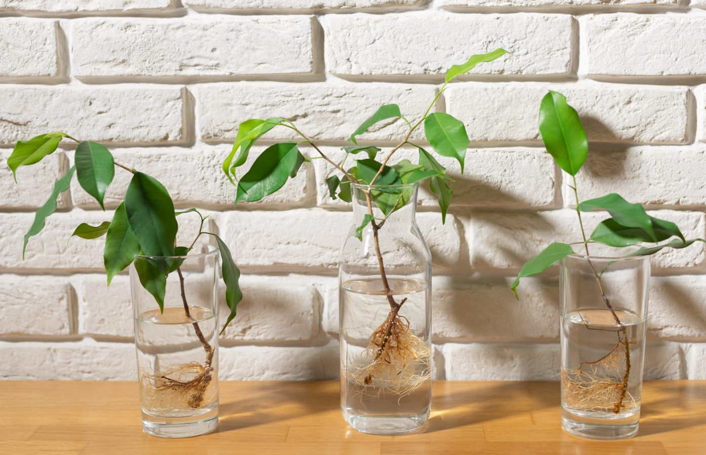 DIY decor 101: How you can grow an indoor water garden in your home