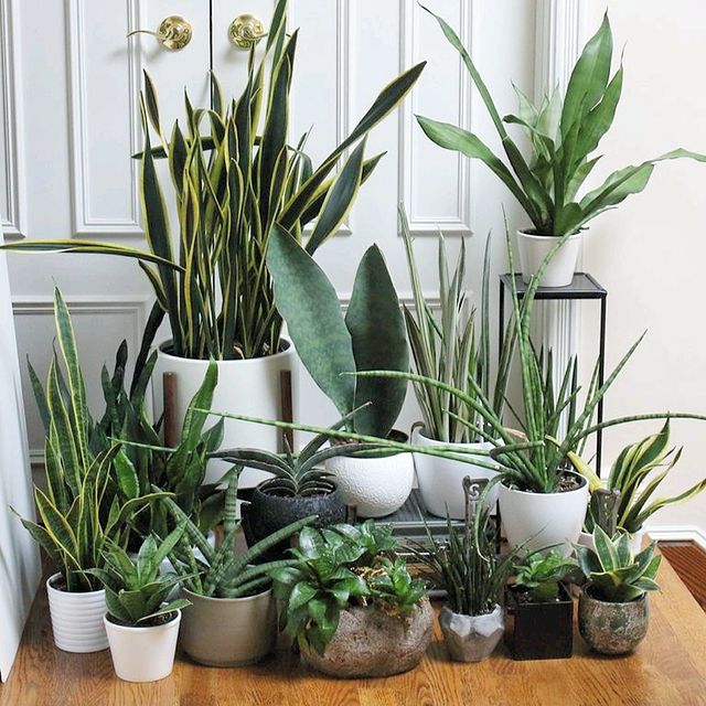 Here's An Easy Guide To The Cutest Minimalistic Planters For Plant Parents