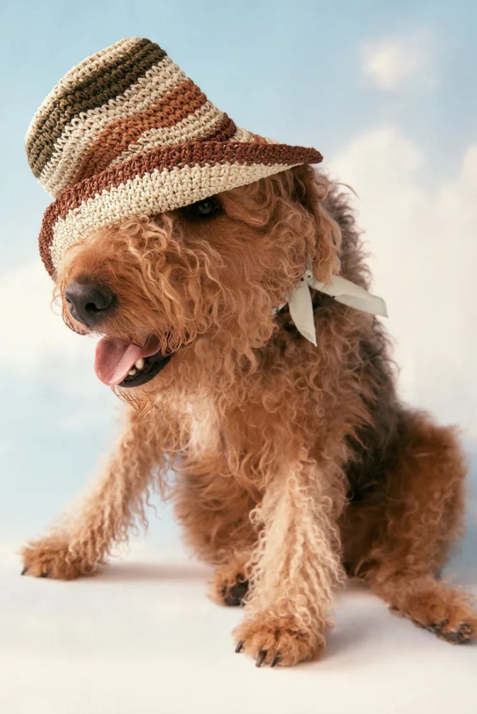 Zara pet collection Get your dog (and cat) a new wardrobe now