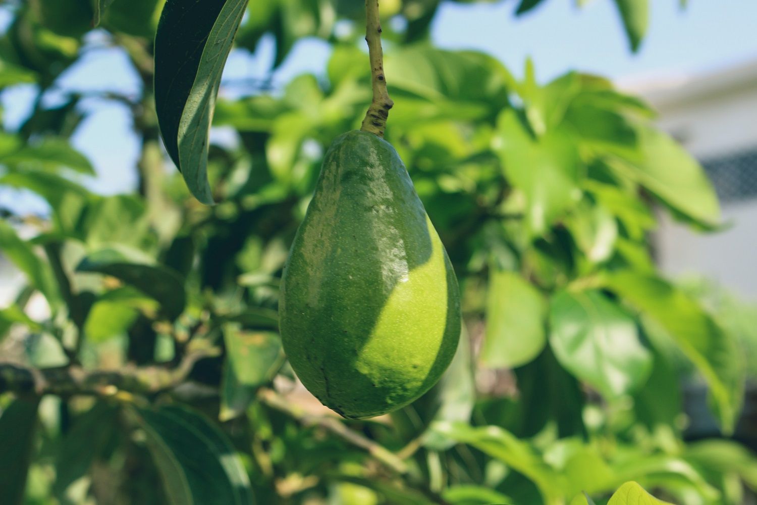 <b>Avocados</b> and the environment.