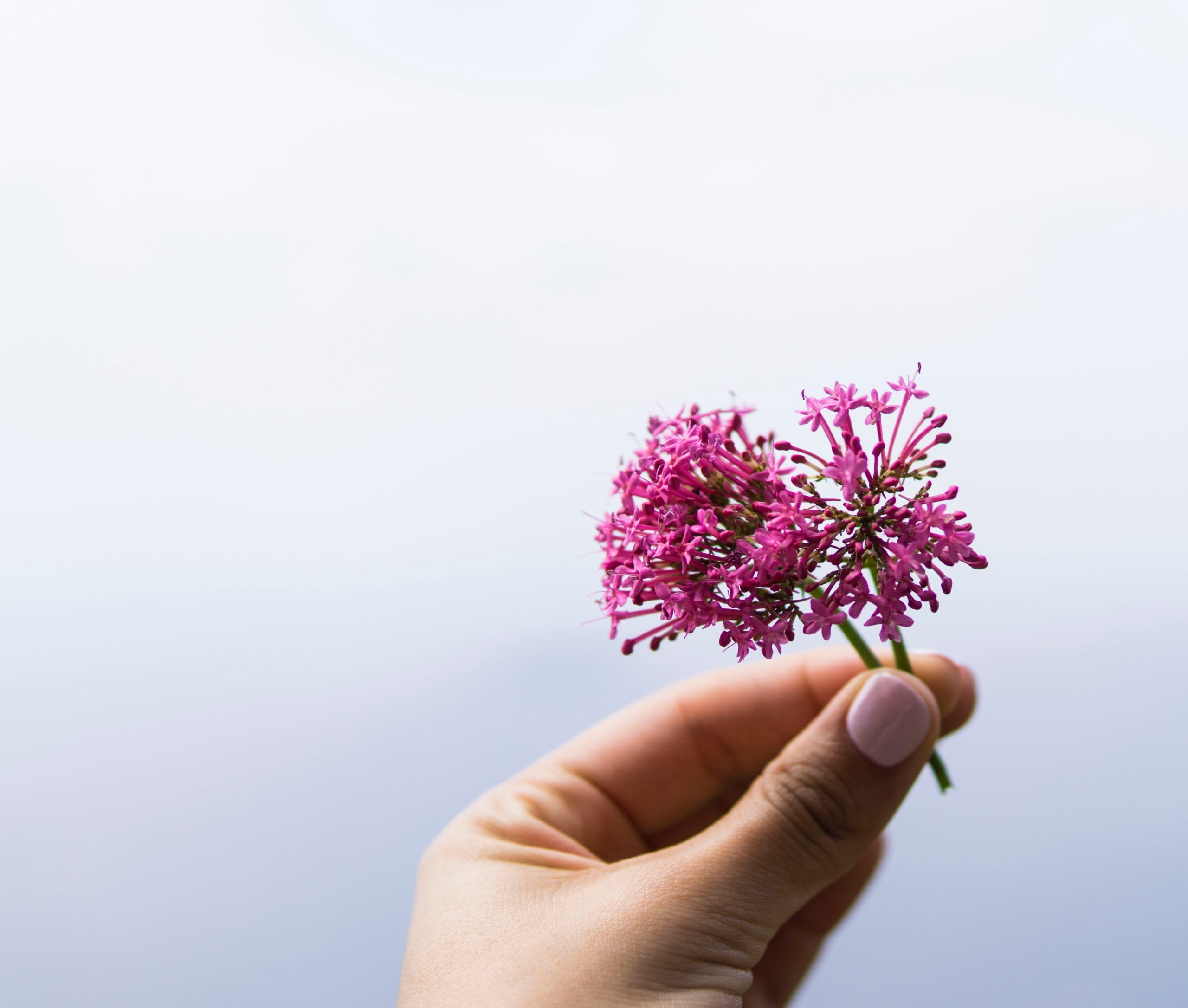 Valerian tea DIY drinks for good night's sleep