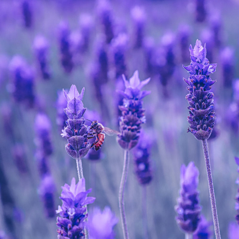 How to incorporate Pantone Color of the Year — Very Peri — into your home decor