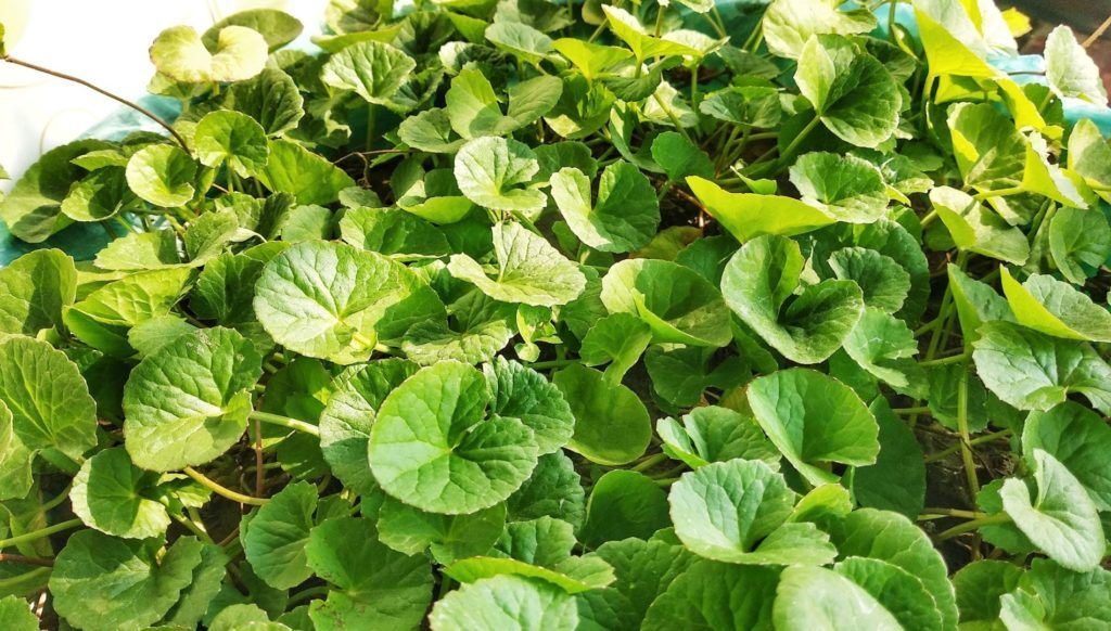 Korean skincare ingredients- centella Asiatica