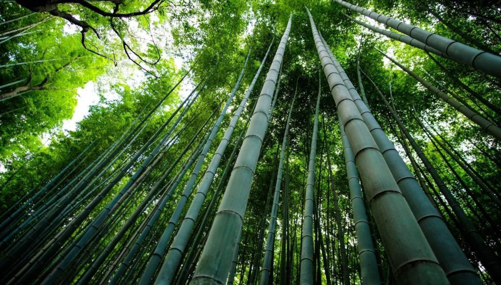 Korean skincare ingredient- bamboo