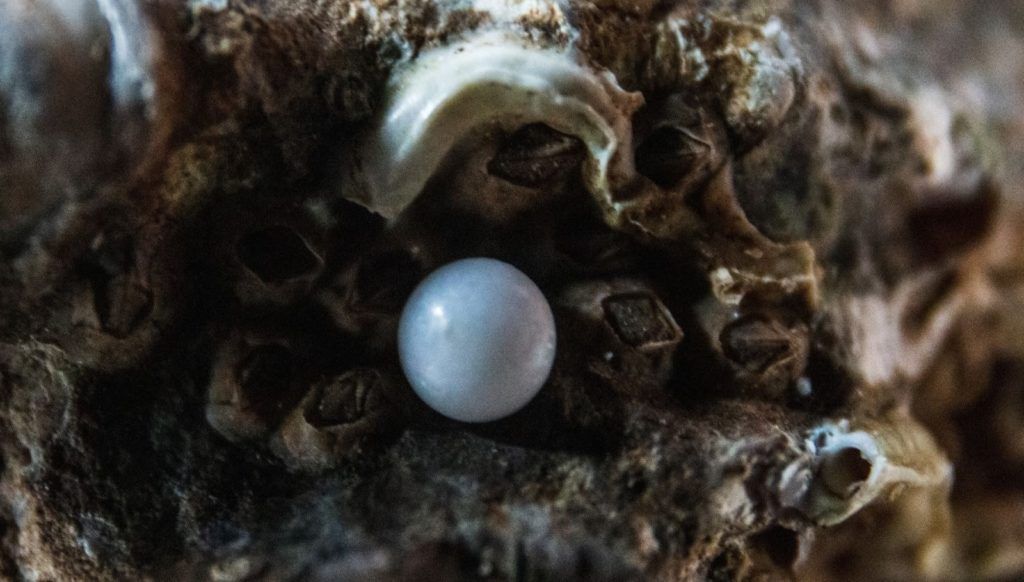 Korean skincare ingredient- pearl