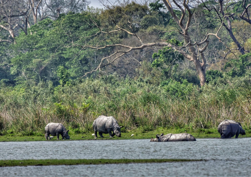 Kaziranga National Park & Tiger Reserve