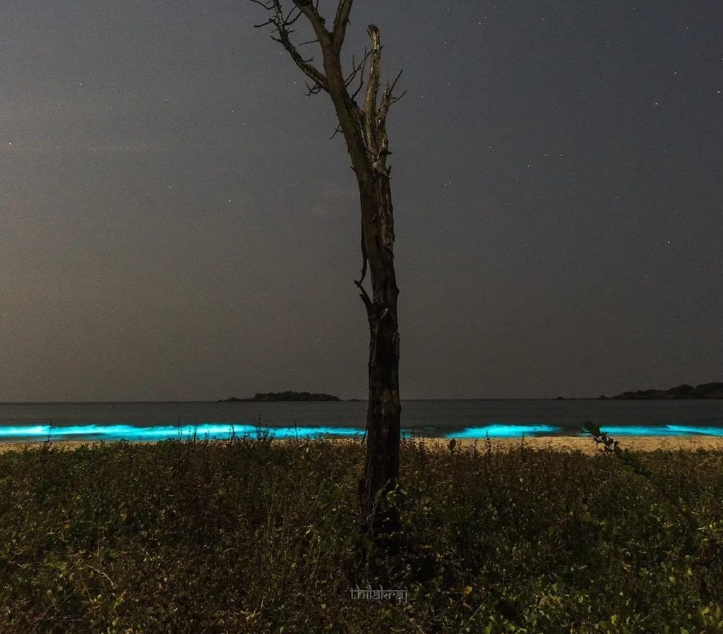 Get a glow in the dark experience at these bioluminescent beaches in India