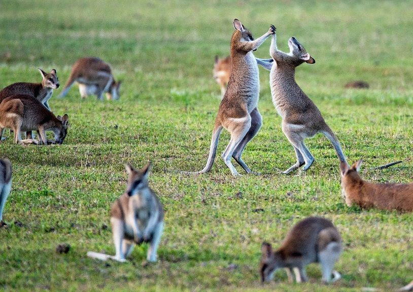 Australia Will Soon Reopen Its Borders To Holders Of Double Vaccination ...