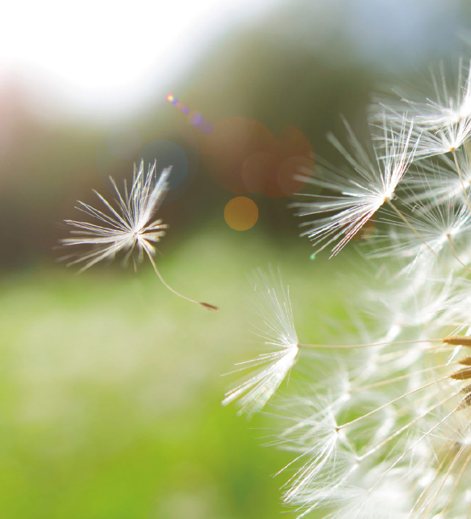 How dandelions and other animal-friendly items are shaping the fashion industry