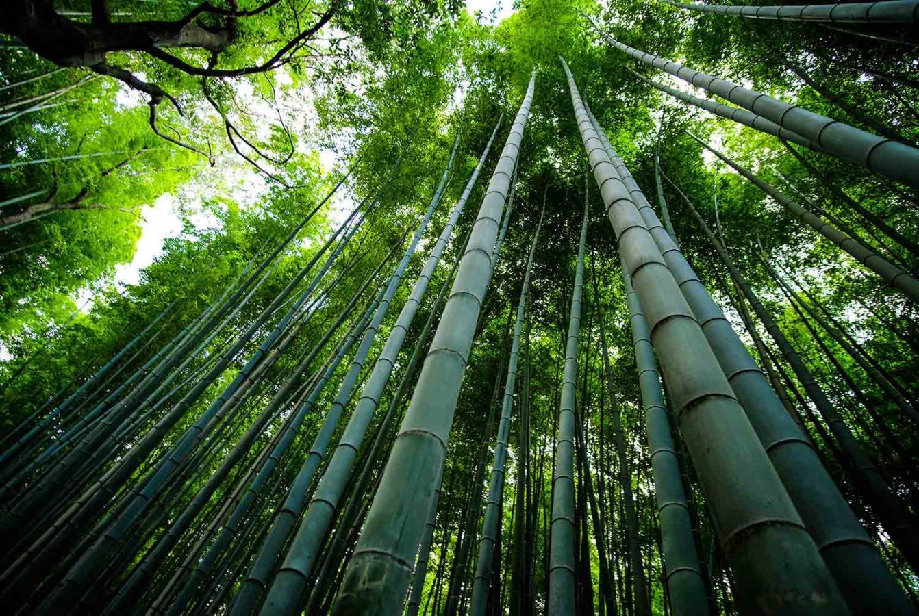 Why bamboo extract is huge in K-Beauty (plus, the best bamboo products to buy)